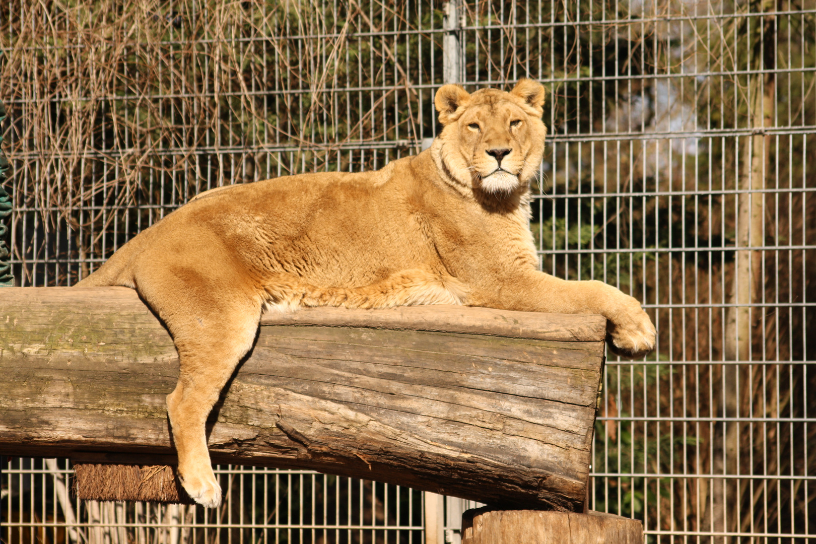 Löwendame Sita im Heidelberger Zoo