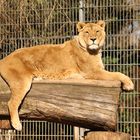 Löwendame Sita im Heidelberger Zoo