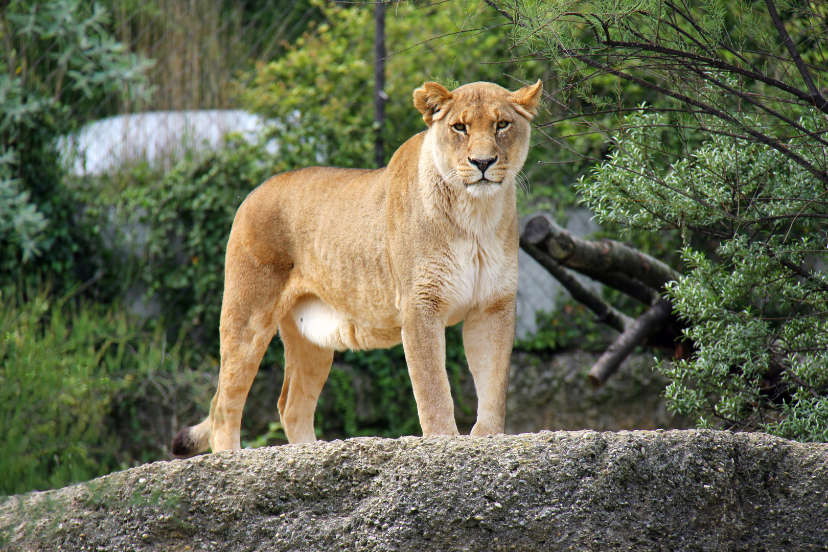 Löwendame Zoo Basel