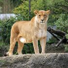 Löwendame Zoo Basel