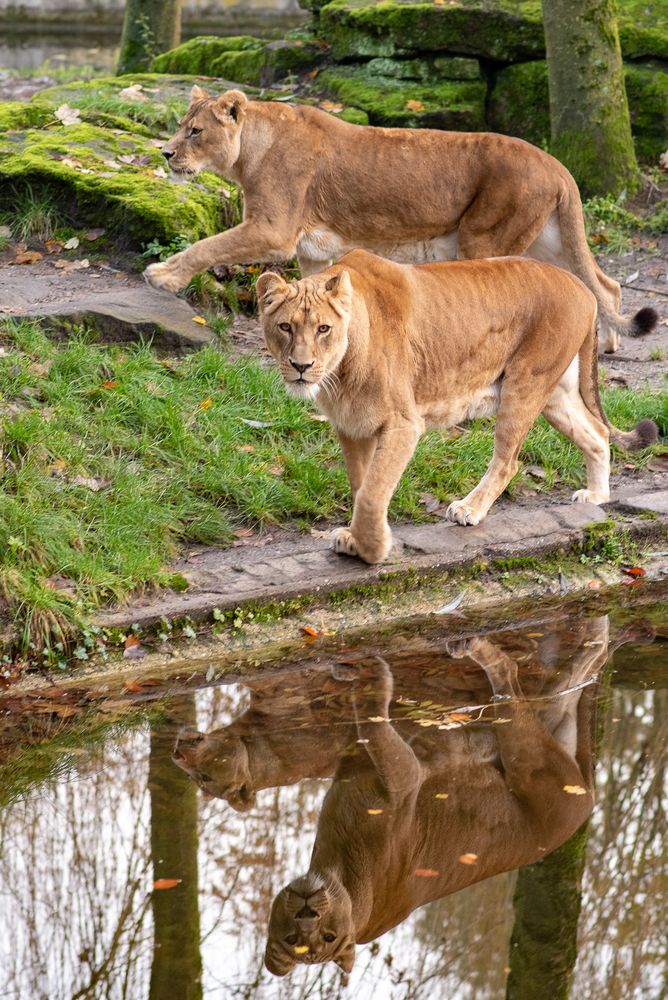 Löwendamen auf dem Catwalk 
