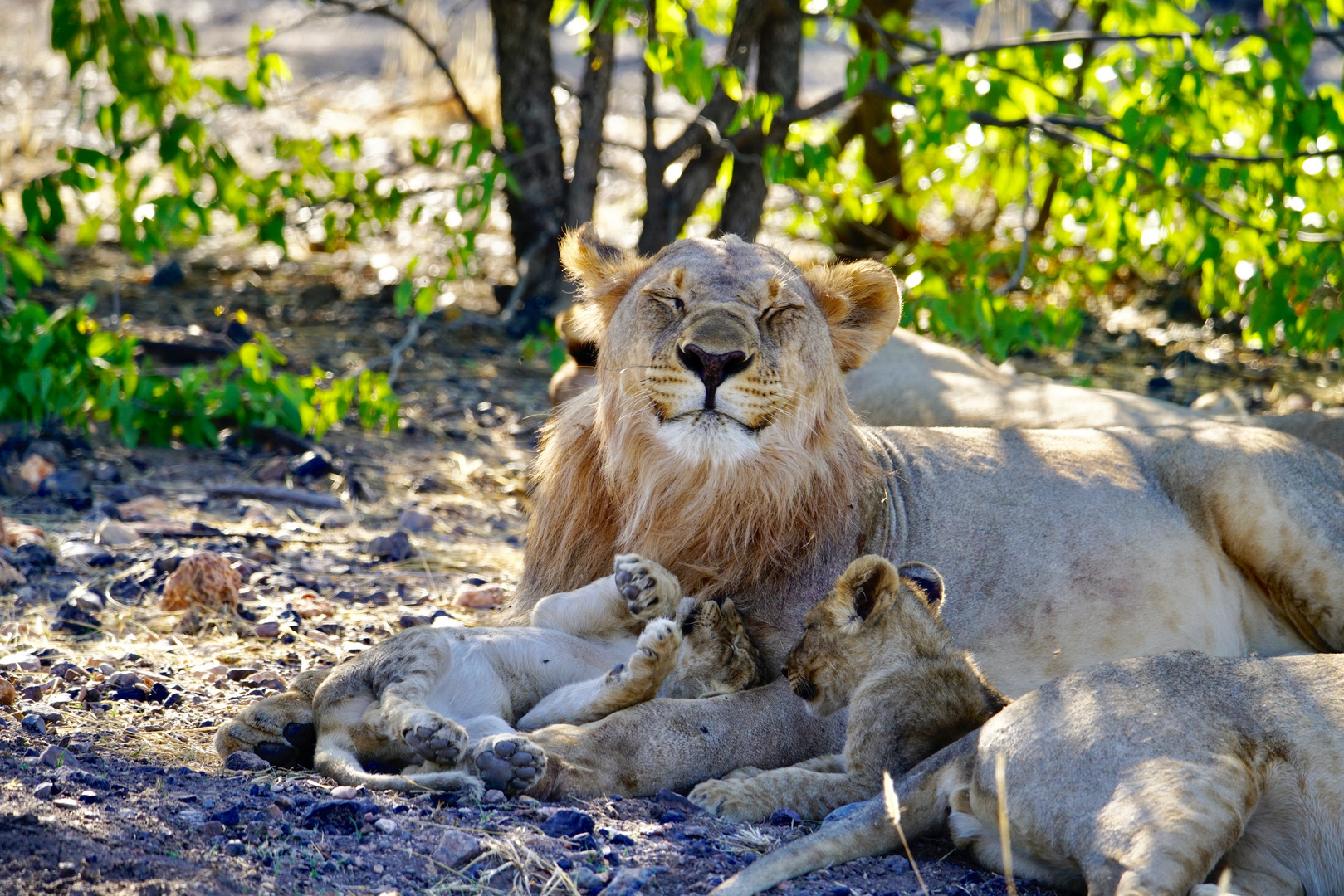 Lowenfamilie Foto Bild Tiere Wildlife Natur Bilder Auf Fotocommunity