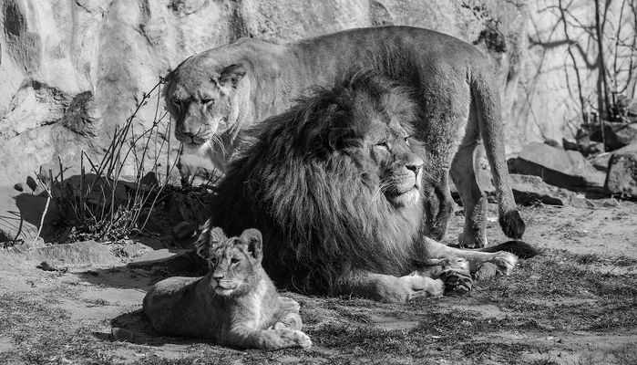 Löwenfamilie