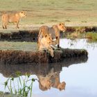 Löwenfamilie am Wasserloch