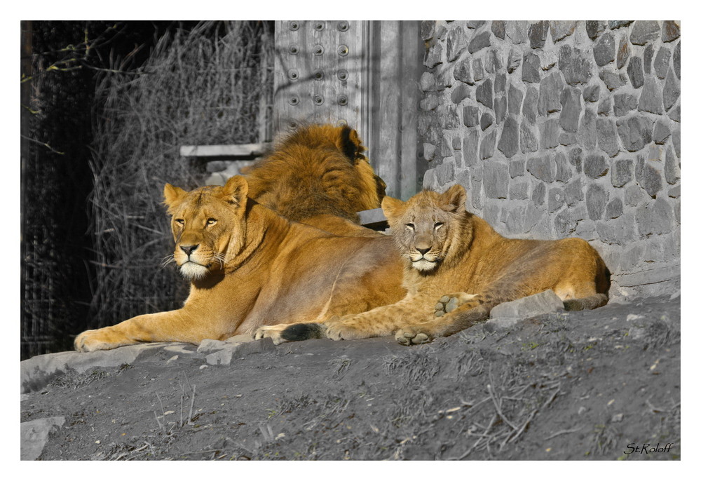 Löwenfamilie aus dem Osnabrücker Zoo