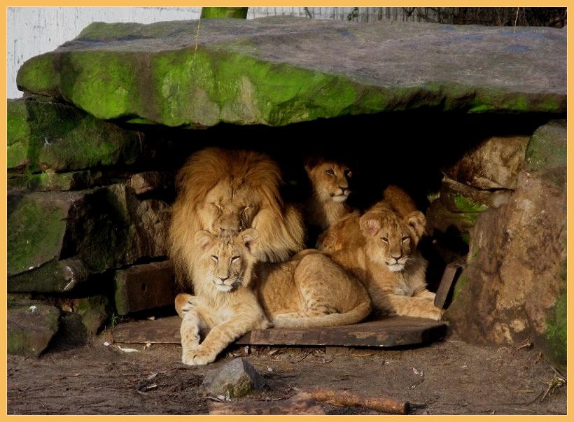 Löwenfamilie bei der Mittagsruhe