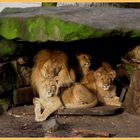 Löwenfamilie bei der Mittagsruhe