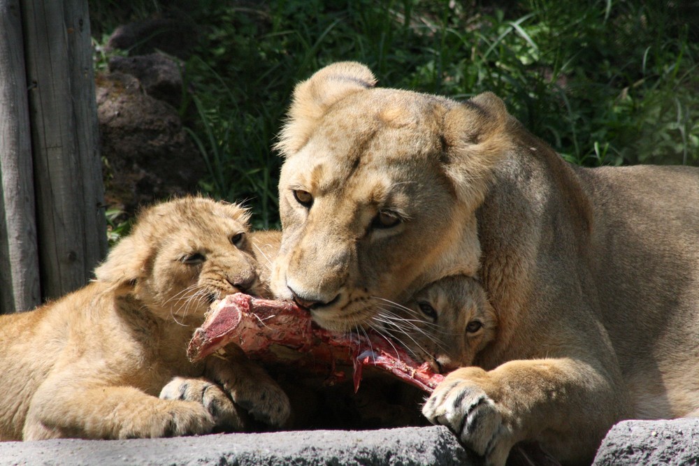 Löwenfamilie beim Essen
