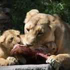 Löwenfamilie beim Essen