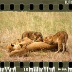 Löwenfamilie - Das Kitzelt!