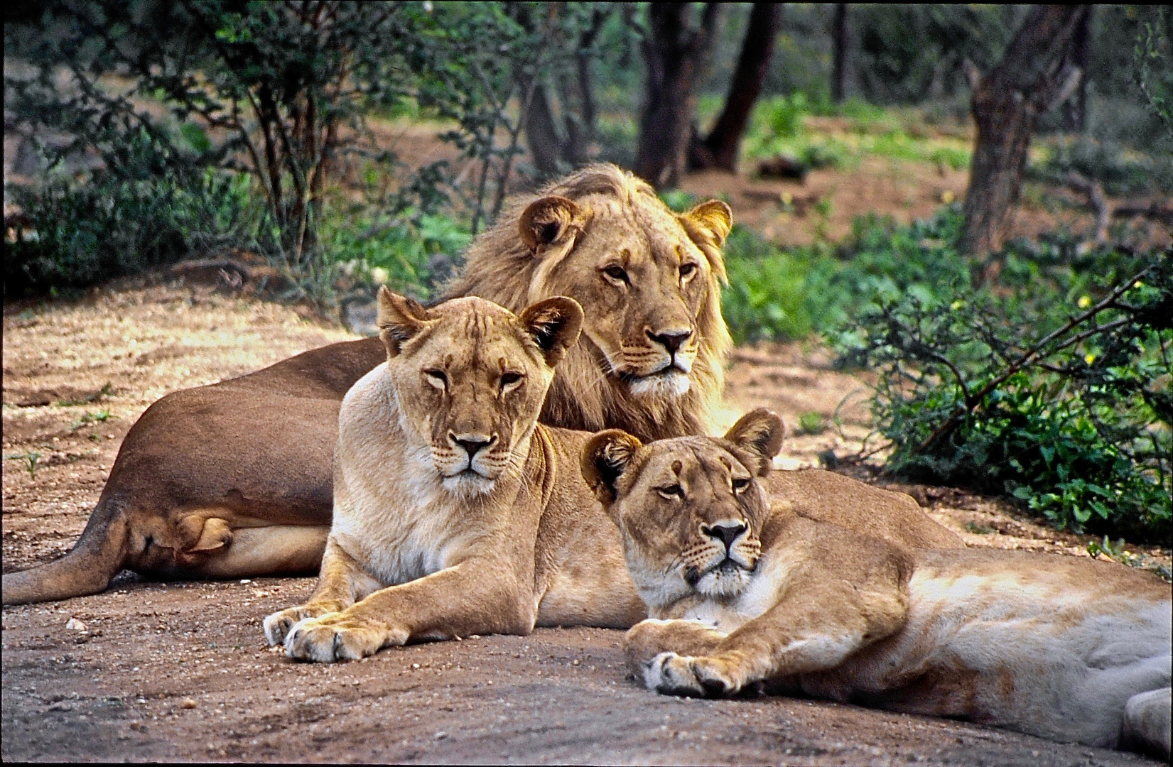 Löwenfamilie