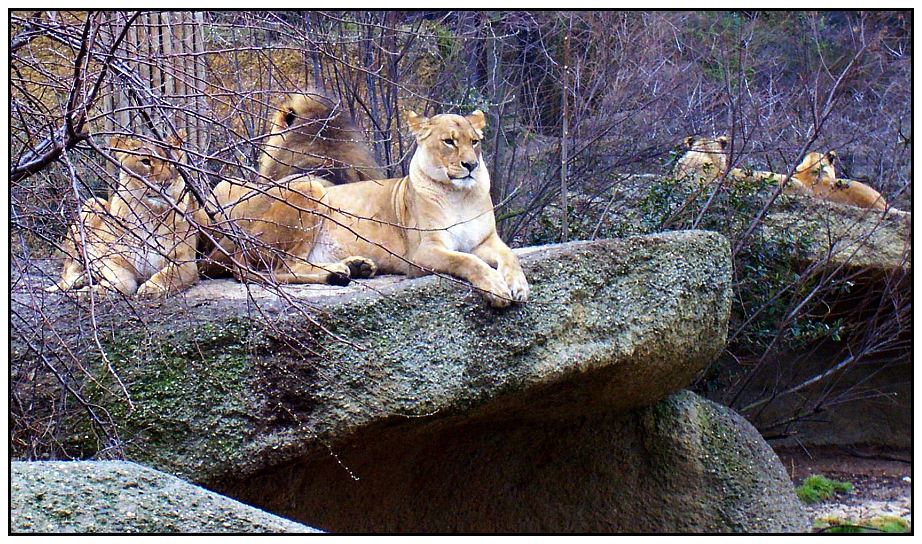 Löwenfamilie im Basler Zoo