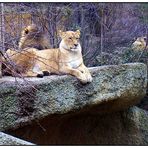 Löwenfamilie im Basler Zoo