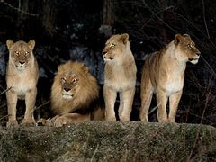 Löwenfamilie im Basler Zoo