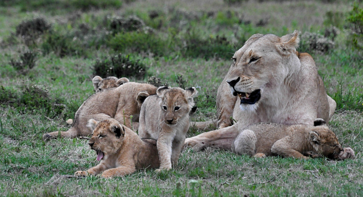 Löwenfamilie im Gamereserve bei Port Elizabeth/Südafrika