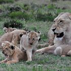 Löwenfamilie im Gamereserve bei Port Elizabeth/Südafrika