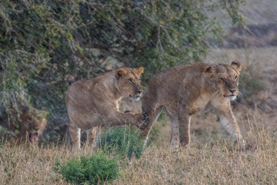 Löwenfamilie  im Regen in der Mara 