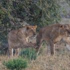 Löwenfamilie  im Regen in der Mara 