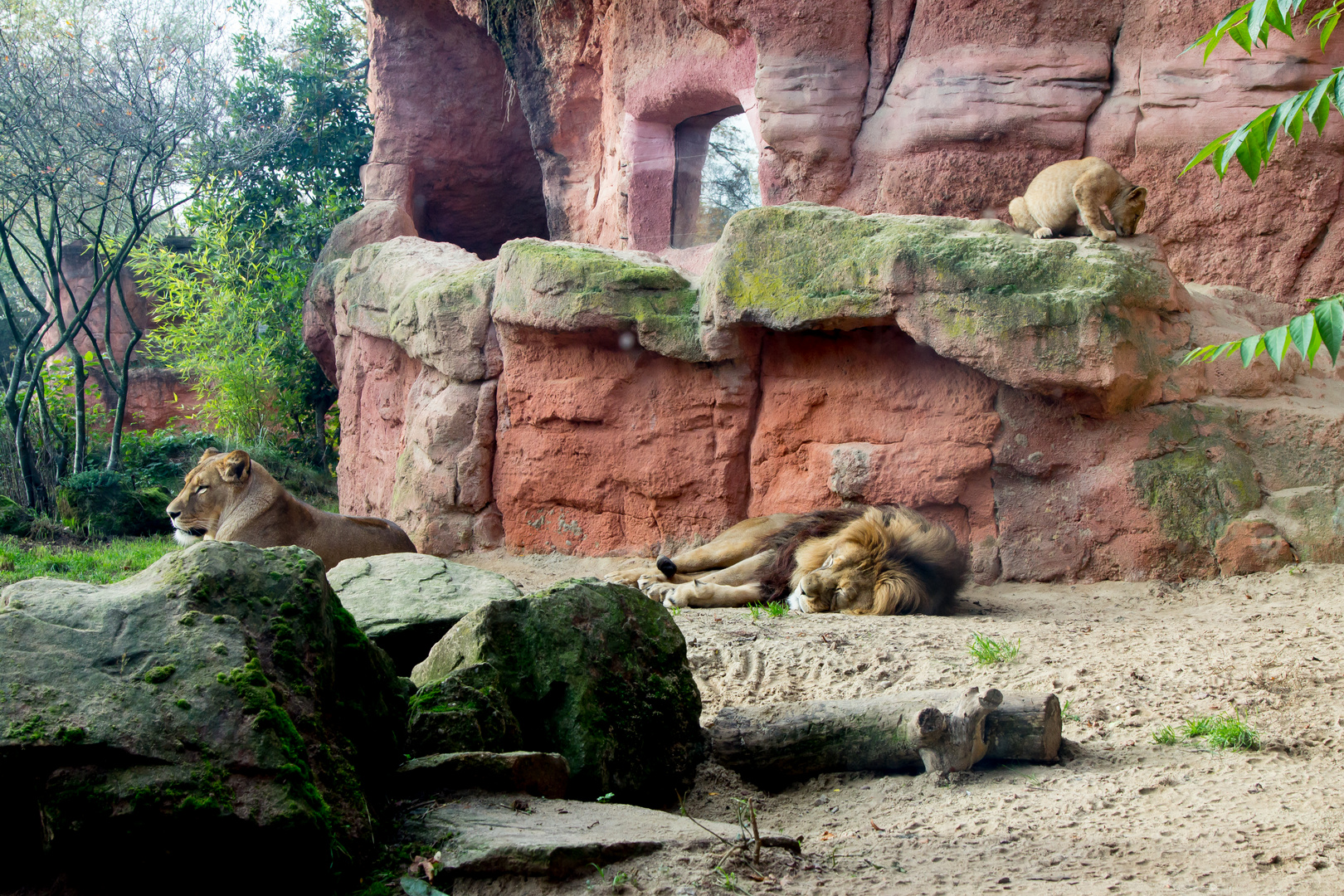 Löwenfamilie im Zoo Hannover