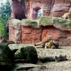 Löwenfamilie im Zoo Hannover
