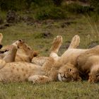 Löwenfamilie in der Masaimara