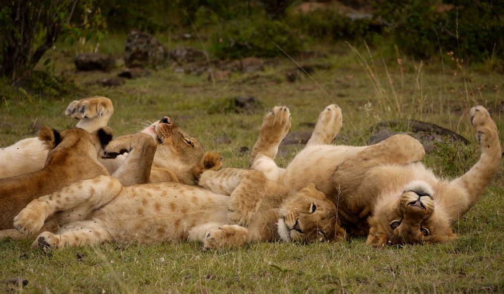 Löwenfamilie in der Masaimara