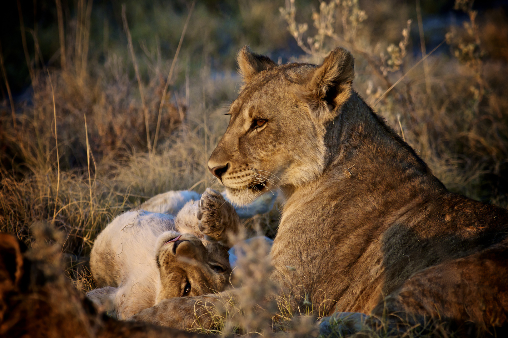 Löwenfamilie in Namibia