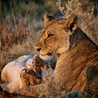 Löwenfamilie in Namibia