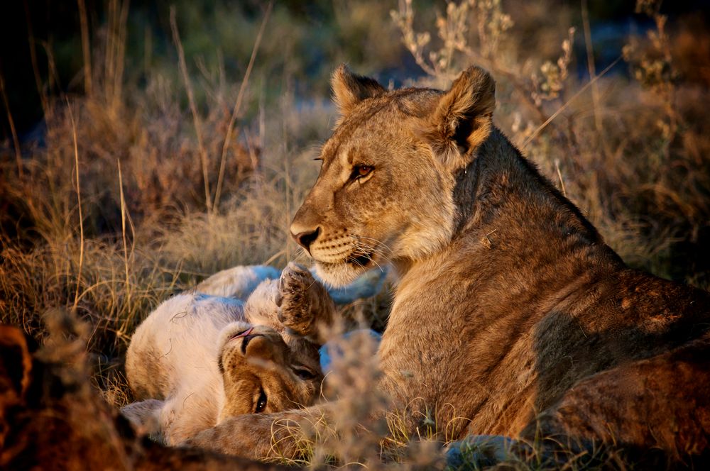 Löwenfamilie in Namibia