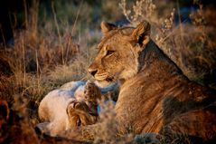 Löwenfamilie in Namibia