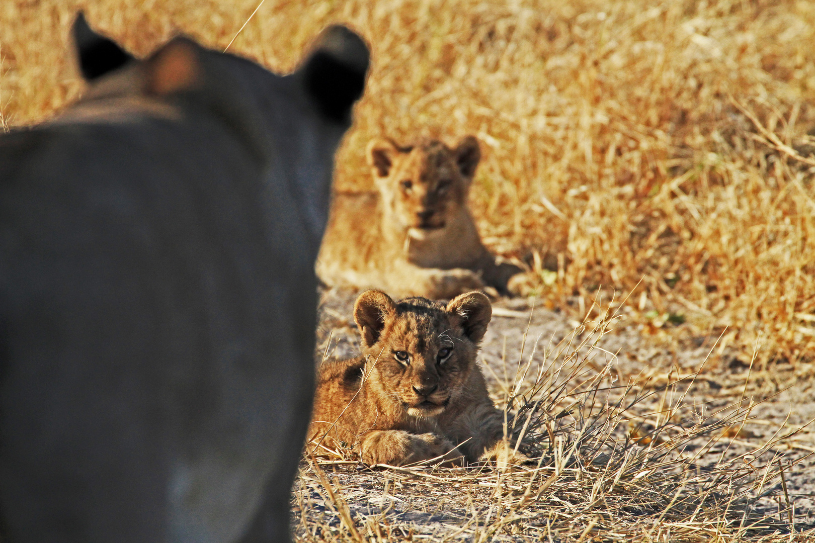 Löwenfamilie, Moremi Game Reserve, Botswana