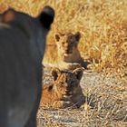 Löwenfamilie, Moremi Game Reserve, Botswana