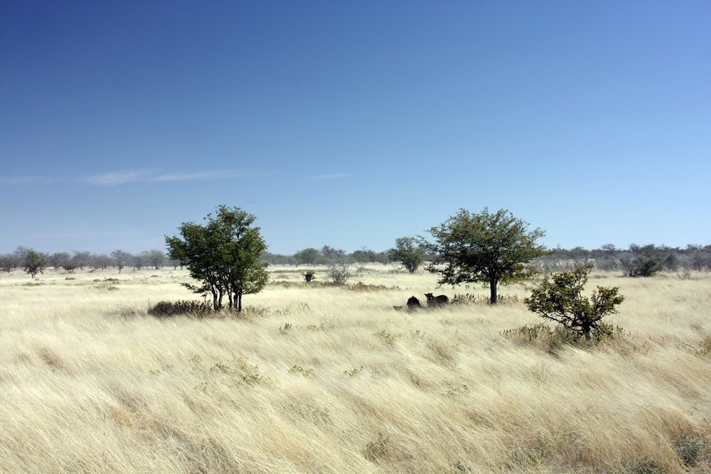 Löwenfamilie - "Suchbild" - Etosha (Namibia)