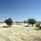Löwenfamilie - "Suchbild" - Etosha (Namibia)