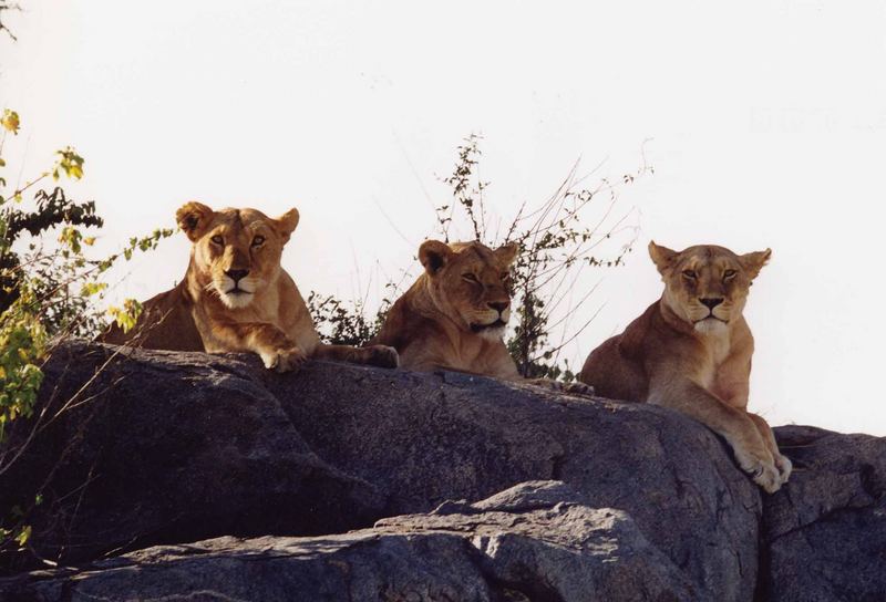 Löwenfelsen in der Serengeti