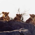 Löwenfelsen in der Serengeti