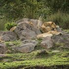 Löwenfelsen  ( Wildlife )