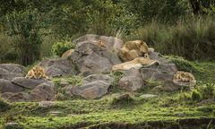 Löwenfelsen  ( Wildlife )