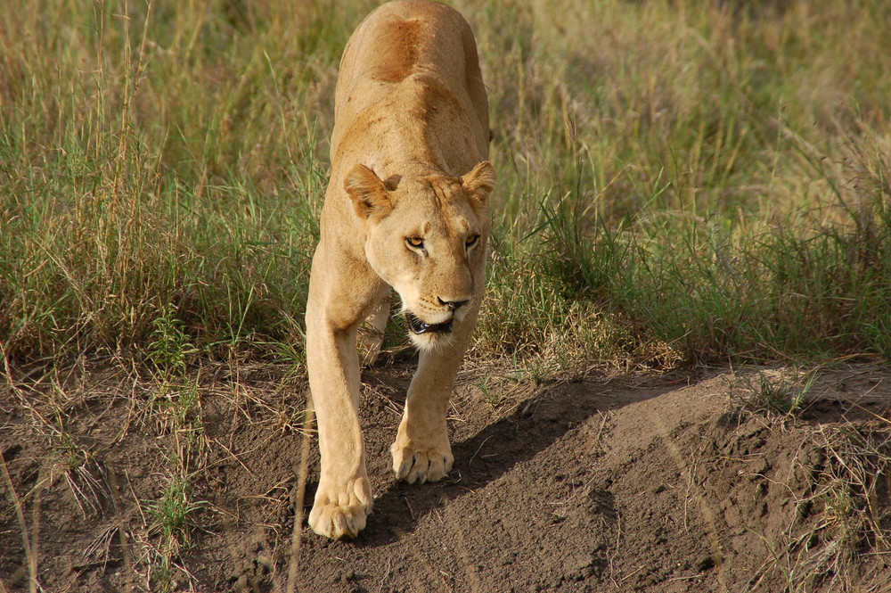 Löwenfrau in Kenia