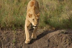 Löwenfrau in Kenia