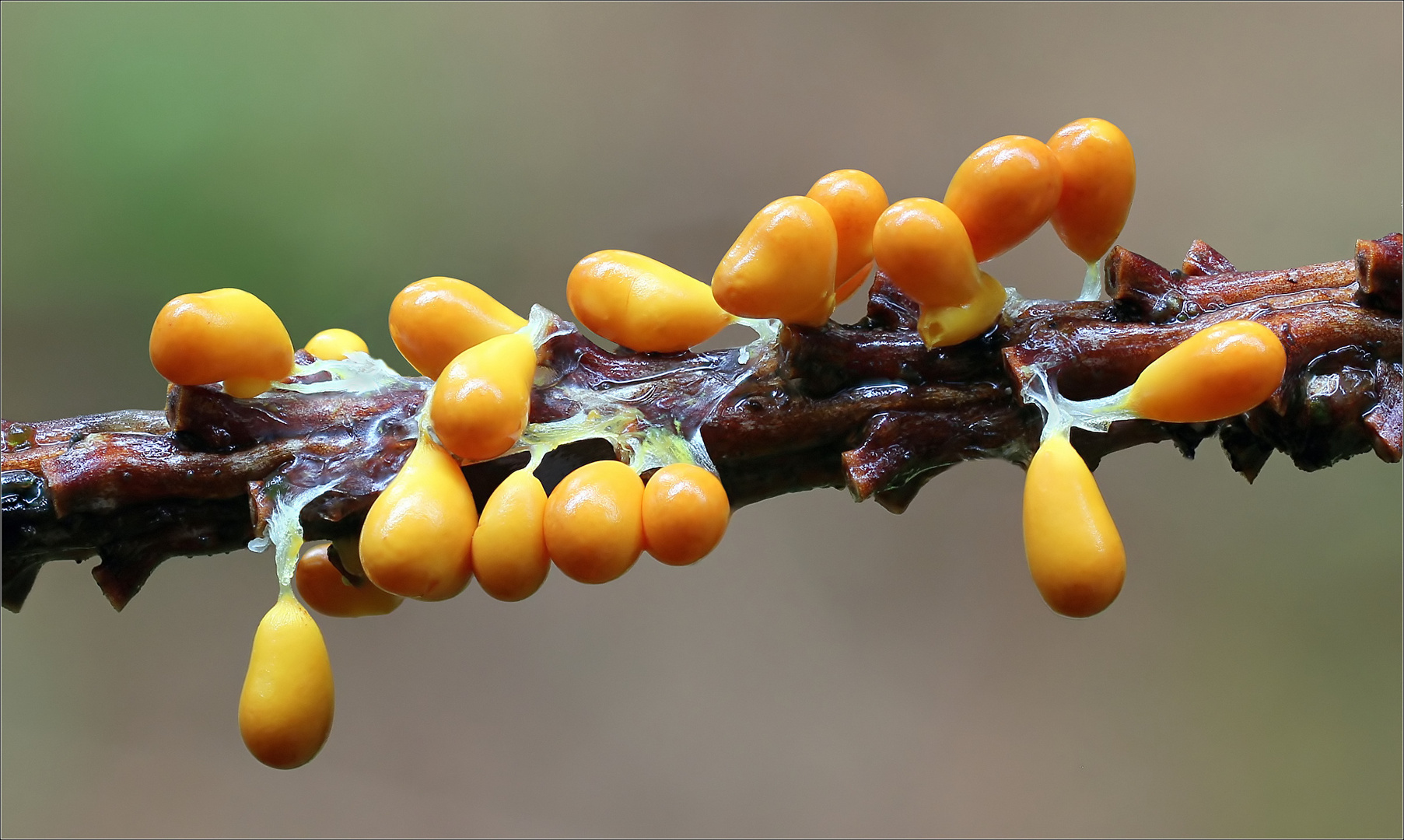 Löwenfrüchtchen (Leocarpus fragilis)