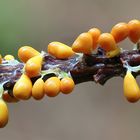 Löwenfrüchtchen (Leocarpus fragilis)