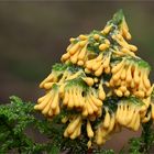 Löwenfrüchtchen (Leocarpus fragilis)