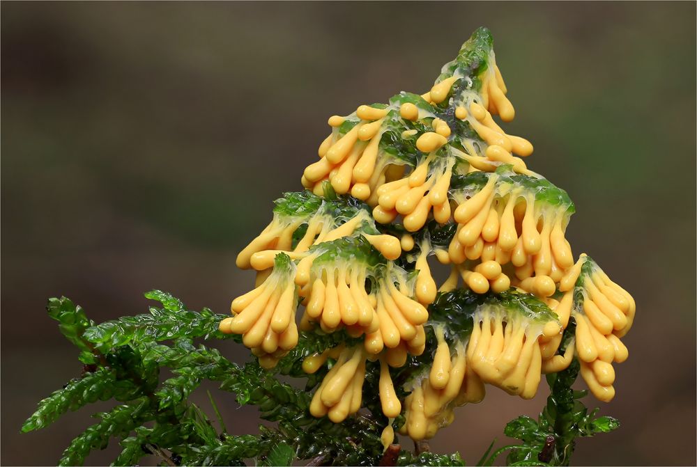 Löwenfrüchtchen (Leocarpus fragilis)