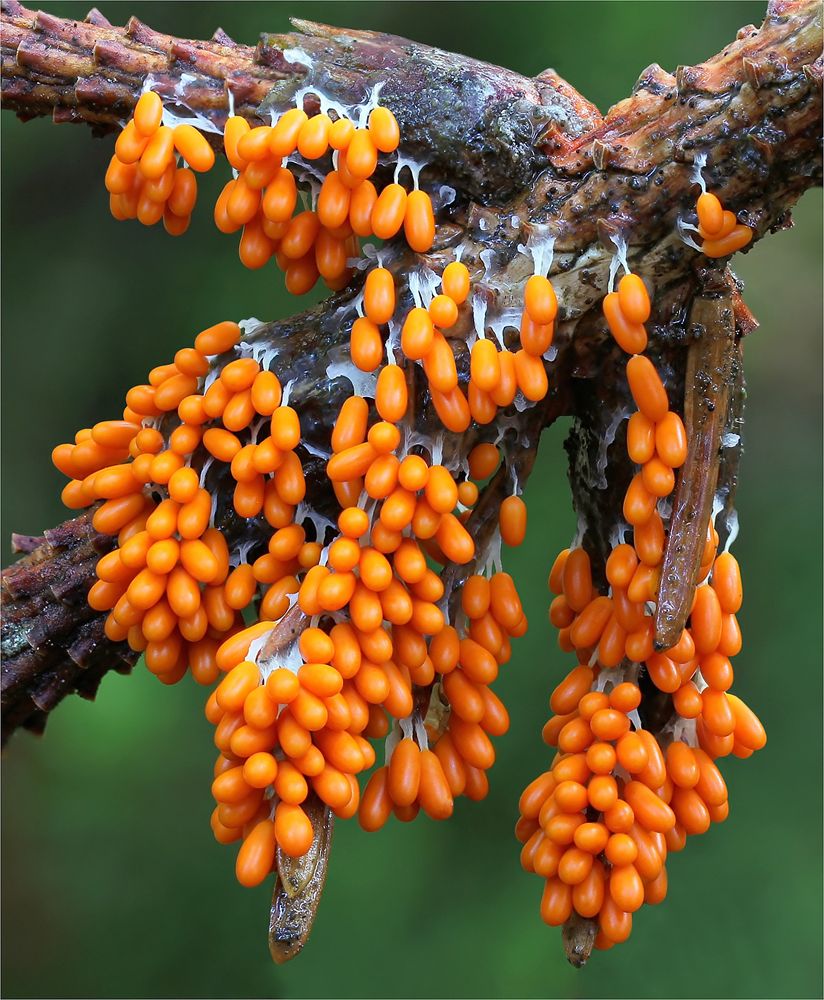 Löwenfrüchtchen (Leocarpus fragilis)