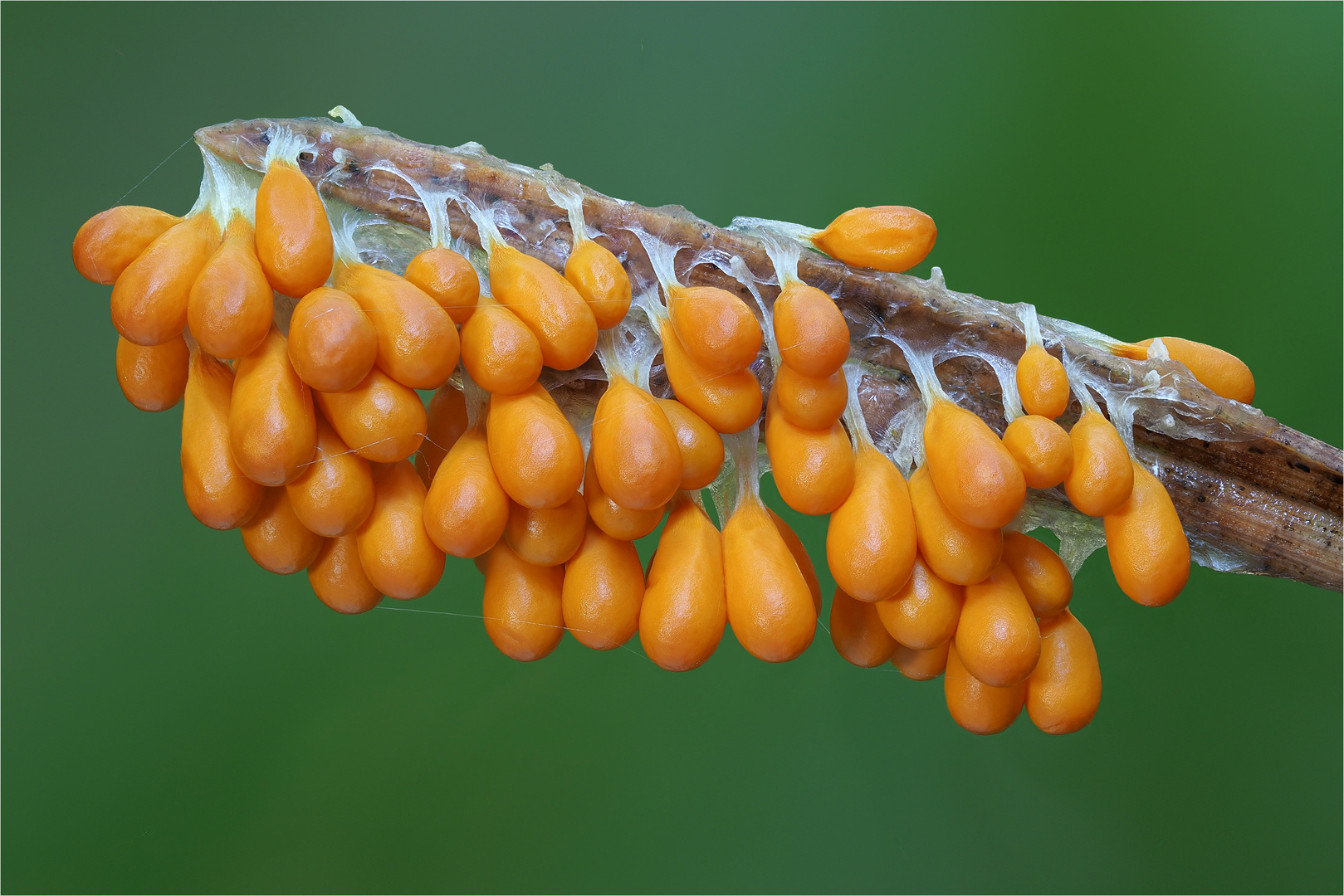 Löwenfrüchtchen (Leocarpus fragilis)