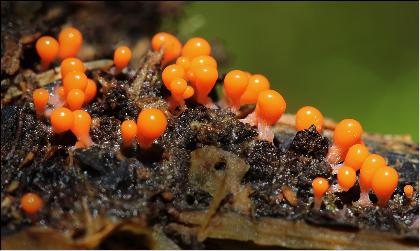 Löwenfrüchtchen (Leocarpus fragilis)