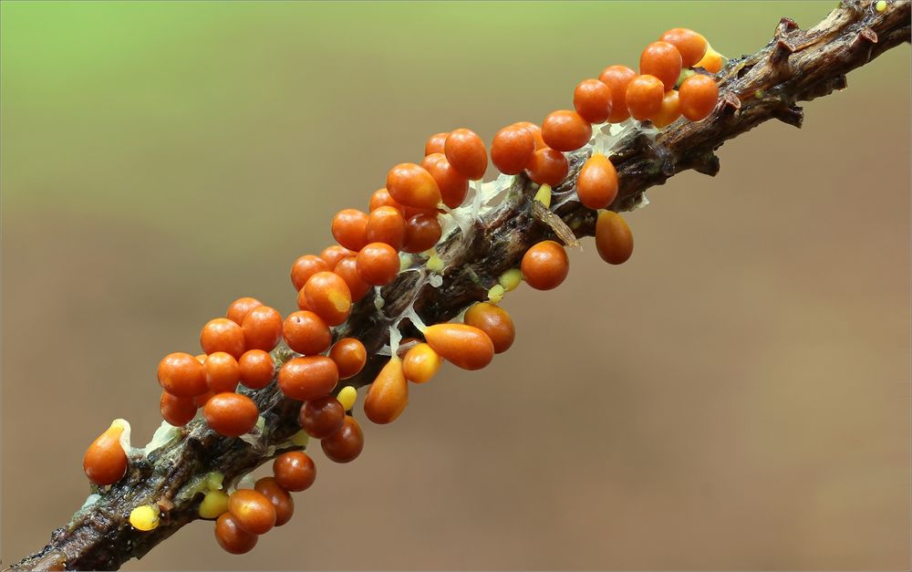 Löwenfrüchtchen (Leocarpus fragilis)