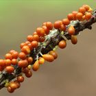 Löwenfrüchtchen (Leocarpus fragilis)