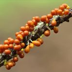 Löwenfrüchtchen (Leocarpus fragilis)